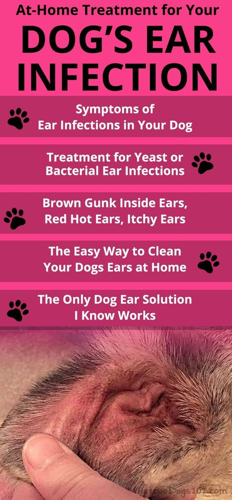 Does your dog have brown gunk inside his ears, his ears hot red, are your dogs ears itchy? The easy way to clean your dogs ears at home. The only dog ear solution I know works for my dogs. #doghealth #dogearinfection #dogdiy #homeremedy #homeremedies #dog #rescuedogs101 Tea Tree Oil For Dogs Ears, How To Clean Dogs Ears At Home, Dog Ear Cleaning Solution Diy, Dog Itchy Ears, Yeast In Dogs Ears, Itchy Dog Ears, Yeast In Dogs, Dog Ear Mites, Cleaning Dogs Ears