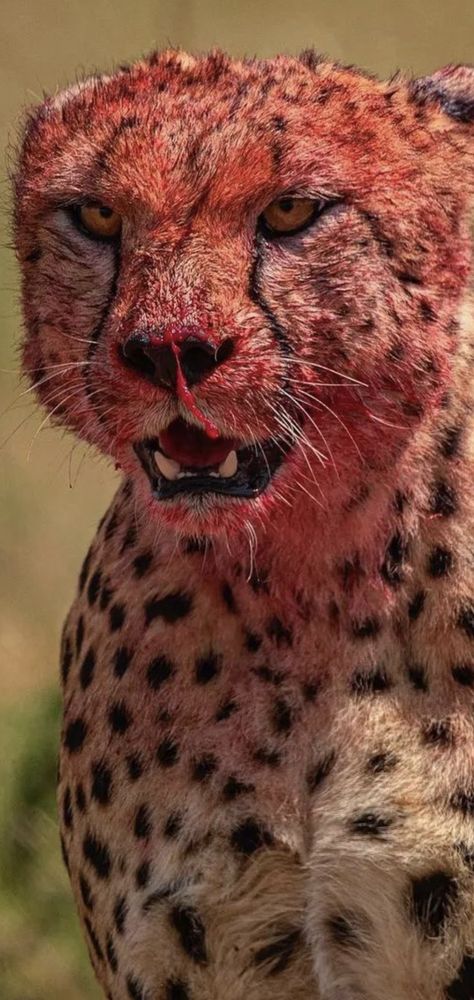 Cheetah 🐆 Cheetah Face, Aesthetic Phone, Zoology, Animal Wallpaper, Animal Planet, Big Cats, Picture Wall, Animals Beautiful, Animals And Pets