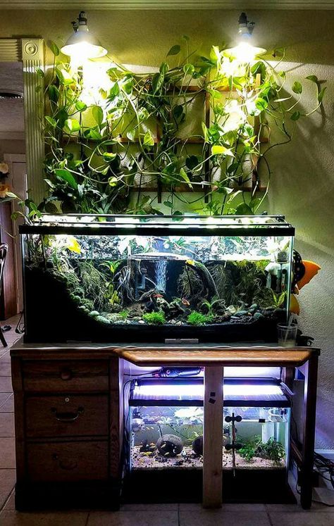 Cool Fish Tank Decorations, Axolotl Tank, Frog Terrarium, Indoor Pond, Fish Aquarium Decorations, Fish Tank Themes, Fish Tank Terrarium, Cool Fish Tanks, Aquascape Design