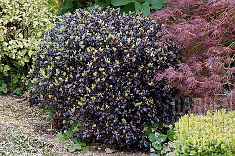 pittosporum tom thumb Pittosporum Tom Thumb, Pittosporum Tenuifolium, Low Maintenance Shrubs, Large Bed, Lavender Cottage, Wild Flower Meadow, Red Garden, Tom Thumb, Garden Shrubs