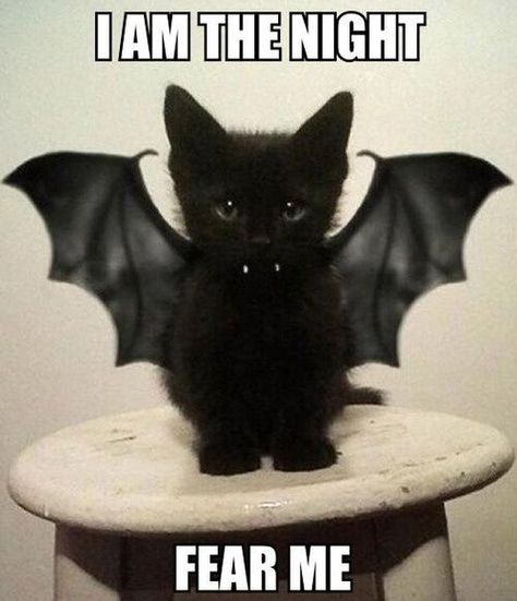 I am the night....Fear Me halloween happy halloween black cat halloween quote halloween greeting Diy Pet Costumes, Meme Chat, Pet Halloween Costumes, Image Chat, Animal Costumes, Cute Black Cats, A Black Cat, Dog Costumes, Halloween Animals