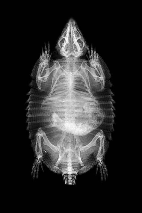 The ZSL London Zoo has released some fascinating animal x-rays taken during routine health checkups. Lizard Species, Xray Art, Large Lizards, X-ray Images, X Rays, London Zoo, Marine Animals, Animals Images, X Ray