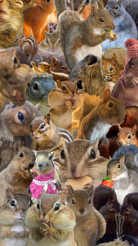 Squirrel Wallpaper, Cute Animals, Wallpapers, Flowers, Animals