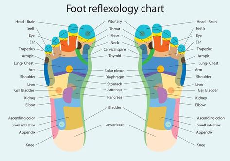 Image result for reflexology teeth chart Reflexology Pressure Points, Acupuncture Points Chart, Reflexology Points, Reflexology Foot Chart, Meridian Points, Foot Reflexology Massage, Tooth Chart, Reflexology Chart, Reflexology Massage