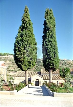 Cyprus Tree in GReece flanking building Cyprus Tree, Cyprus Trees, Italian Cypress Trees, Greek Buildings, Live Earth, Italian Cypress, Toga Party, Temple City, Mediterranean Plants