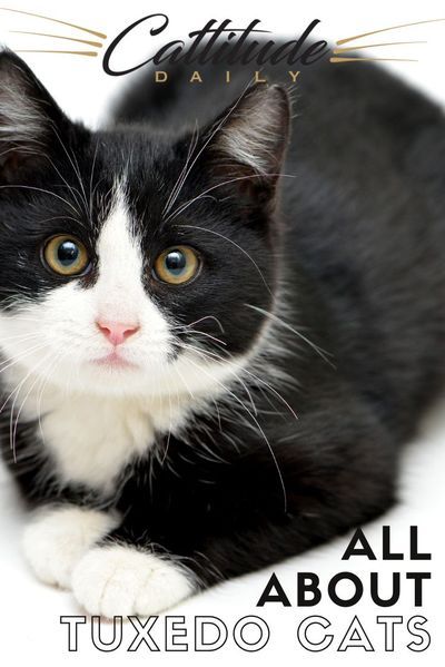 These black and white cats who look as if they�re in suits are a favorite for many cat lovers worldwide. Learn all about them here on Cattitude Daily! #cattitudedaily #tuxedocats #tuxedocat Cats Language, Tuxedo Cat Facts, Eyes Black And White, Cats Behavior, Banner Black And White, Pfp Black And White, Cat Black And White, Pfp Black, Drawing Black And White