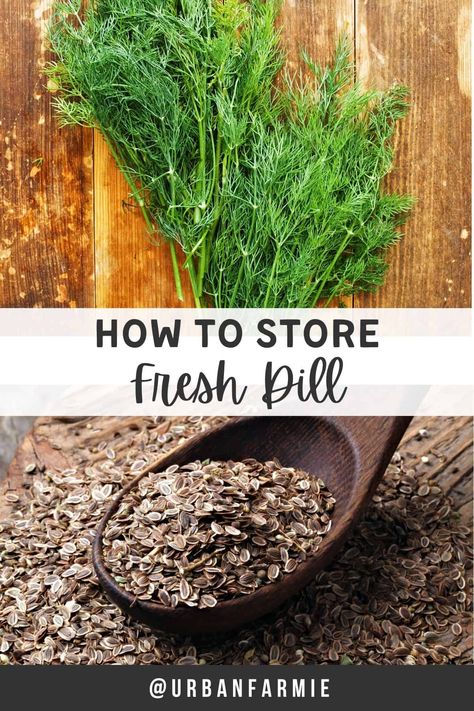 How To Preserve Dill From The Garden, How To Store Fresh Dill, Dill Dishes, Dill Seeds, Freezing Fresh Herbs, Scented Vinegar, Easy Drinks To Make, Dill Recipes, Growing Mint