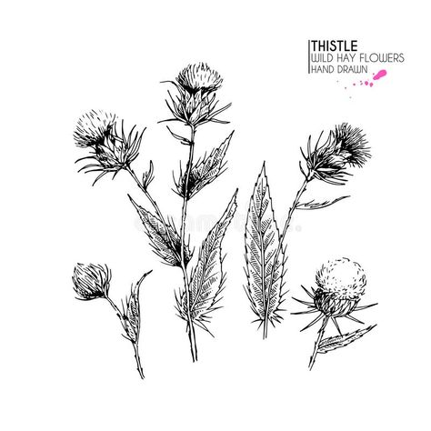 Thistle Flower Tattoo, Scottish Thistle Tattoo, Thistle Tattoo, Engraving Tattoo, Wrap Tattoo, Medical Herbs, Nordic Tattoo, Thistle Flower, Hummingbird Tattoo