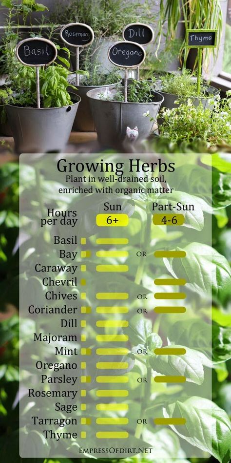 Growing Herbs {Handy Sun Chart Herbs In Pots, Types Of Herbs, Growing Tips, Indoor Herb Garden, Herbs Indoors, Hydroponic Gardening, Growing Herbs, Veggie Garden, Planting Herbs