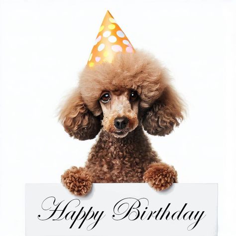 Happy Birthday Dogs Funny So Cute, Happy Birthday With Dogs Funny, Happy Birthday Poodle Funny, Party Poodle, Birthday Animation, Birthday Meme Dog, Holding A Sign, Dog Poodle, Happy Birthday Dog