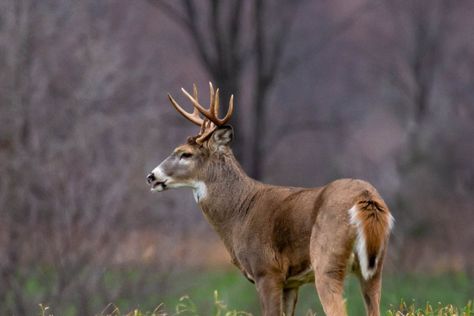 Our editors independently select products featured on Wide Open Spaces. However, we may earn a commission when you buy something through our links. Whitetail deer are more vocal than many hunters give them credit. There's a whole range of vocalizations these amazing animals use to convey information to one another. However, the one everyone knows […] The post Buck Calls, Understanding Deer Sounds and Replicating Them appeared first on Wide Open Spaces. Hunting Calls, Deer Calls, Deer Blind, Young Buck, Wide Open Spaces, Top Pic, Whitetail Deer, Open Spaces, Amazing Animals