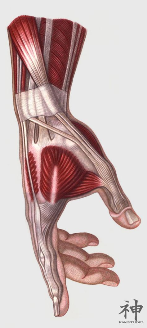 Muscles Of Hand, Hands Muscles Anatomy, Muscle Hand Reference, Anatomy Hands Reference, Hand Muscles Anatomy Drawing, Hand Muscles Drawing, Muscle Hand Drawing, Human Muscles Anatomy, Push Up Drawing Reference