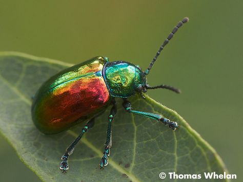 The dogbane beetle, such amazing colors. Iridescent Beetle, Blue Sea Slug, Duck Species, Leaf Beetle, Beetle Insect, Cool Bugs, Beetle Bug, Beautiful Bugs, Arthropods