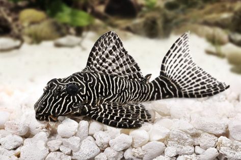 The Complete Guide to Zebra Pleco Care African Cichlid Tank, Pleco Fish, Rare Fish, Tropical Freshwater Fish, Fishing Room, African Cichlids, Home Aquarium, Cool Tanks, Beautiful Fish