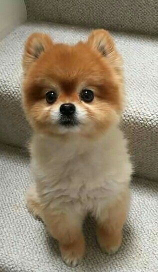 Pomerian Haircut, Pomeranian Haircut Hairstyles, Pom Hairstyle, Pomeranian Full Grown, Poodle Cute, Big Dogs Breeds, Biggest Dog In The World, Tiny Puppy, Biewer Yorkie