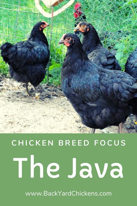 Java Chicken, Cream Legbar Chickens, Barred Rock Chickens, Chicken Egg Colors, Cream Legbar, Backyard Homestead, Day Old Chicks, Chicken Chick, Backyard Flocks