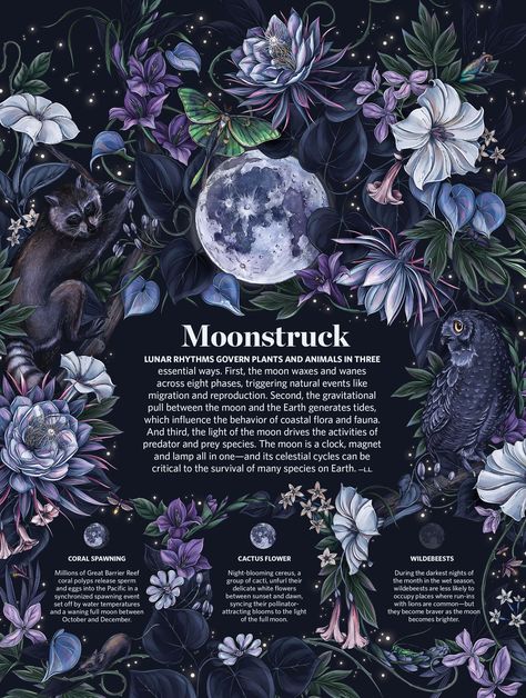 Nature Conservancy Editorial Illustrations :: Behance Reiki Branding, Lunar Gardening, Lunar Garden, Journal Calendar Ideas, Maggie Enterrios, Lunar Flowers, Illustrations Wallpaper, Travel Book Design, Romantasy Book