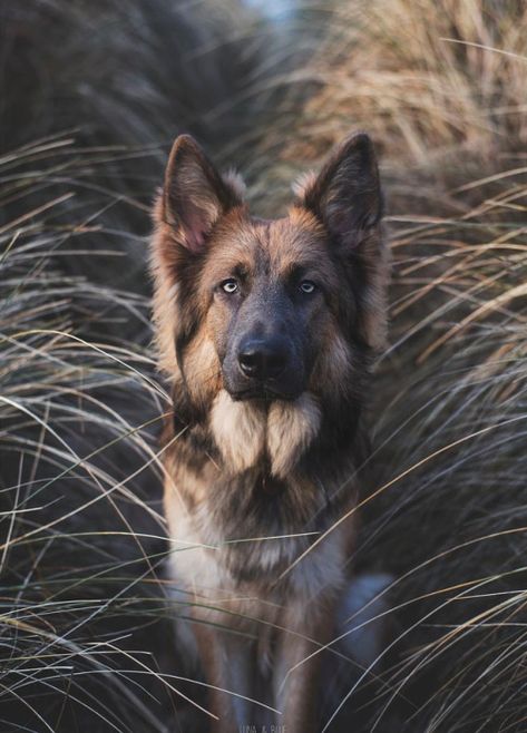 Blue German Shepherd, German Shepherd Memes, German Shepherd Photos, Regard Animal, German Shepherd Pictures, Dog German, Black German Shepherd, Dog Photoshoot, Sweet Dogs