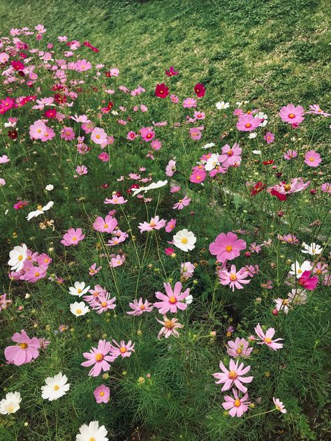 A flower, sometimes known as a bloom or blossom, is the reproductive structure found in flowering plants (plants of the division Angiospermae). Cosmos Aesthetic, Cosmos Garden, Garden Cosmos, Flower Species, Aster Flowers, Cosmos Bipinnatus, Aster Flower, Cosmos Flowers, Aesthetic Flowers