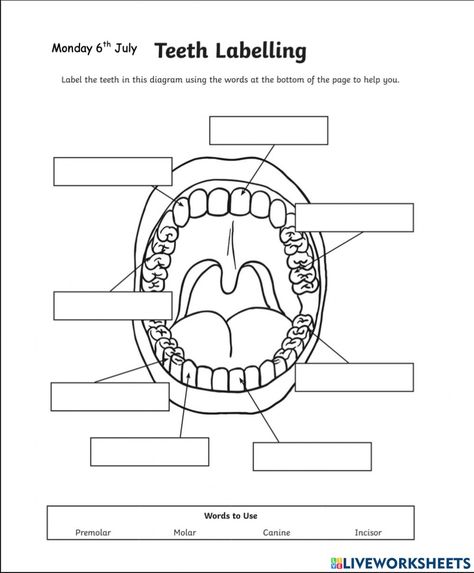 Teeth Label Diagram, Teeth Labeling, Types Of Teeth Worksheet, Teeth Worksheet, Dental Charting, Teeth Diagram, States Of Matter Worksheet, Matter Worksheets, Alphabet Worksheets Kindergarten