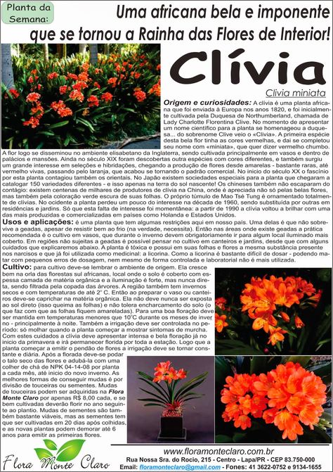 Planta da semana: Clívia - Clivia miniata Clivia Miniata, Contemporary Landscape, How To Plan, Plants