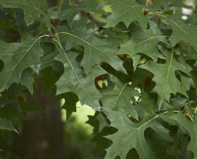 Pin Oak Tree, Privacy Trees, Tree Identification, Street Trees, Fast Growing Trees, Oak Trees, How To Attract Birds, Shade Trees, Grass Seed