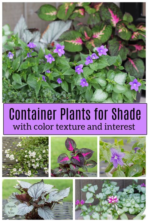 There are many options for planters that sit in the shade. Come see some of my favorite shade loving plants and how I plant my large container on our shady front porch. Potted Shade Plants Porches, Shade Container Garden Ideas, Shade Containers Planters, Shade Planters Ideas Front Porches, Shade Plants For Pots, Container Plants For Shade, Potted Plants For Shade, Planters For Shade, Shade Containers