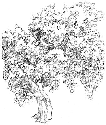 Art Sam-ples: Work In Progress: Apple Tree Apple Tree Sketch, Apple Tree Drawing, Spring Feast, Apple Sketch, Water Sketch, Ink Drawing Techniques, Vine Drawing, Elbow Tattoo, Forest Drawing