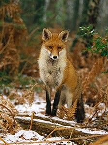 Red fox Fox Front View, Fox Photo, Fox Photos, Front Profile, Vulpes Vulpes, Silver Foxes, Lovely Creatures, Beautiful Animals, Red Fox