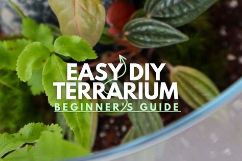 Best Terrarium Plants, Closed Terrarium Plants, Make A Terrarium, Nutrient Cycle, Tropical Terrariums, Plants For Beginners, Modern Terrarium, Open Terrariums, Mini Terrarium