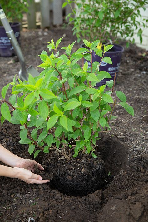 #hydrangea planting tips Little Hottie Hydrangea, Where To Plant Hydrangeas, What To Plant With Hydrangeas, Hydrangea Planting, Wood Landscaping, Hydrangeas Garden, Garden Hydrangea, Hydrangea Landscaping, Yard Plants