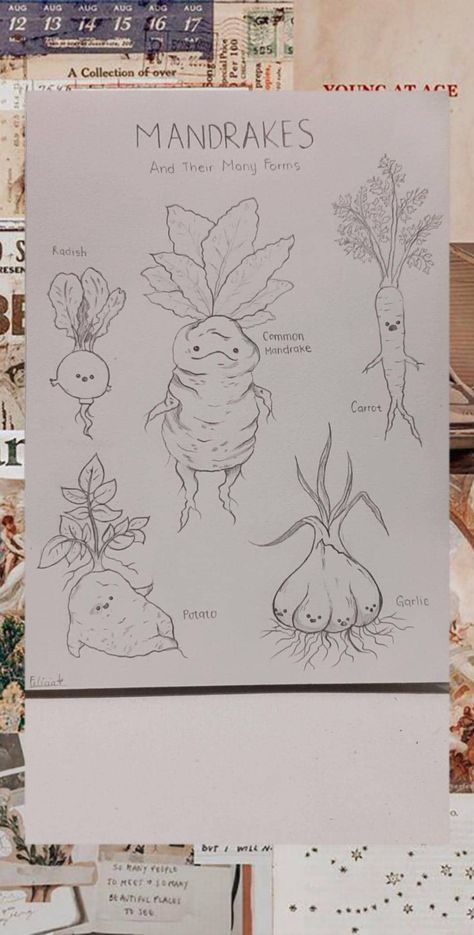 Mandrake Mandrake Painting, Mandrake Embroidery, Mandrake Drawing, Mandrake Illustration, Mandrake Art, Mandrake Tattoo, Mandrake Harry Potter, Drawtober 2024, Harry Potter Mandrake