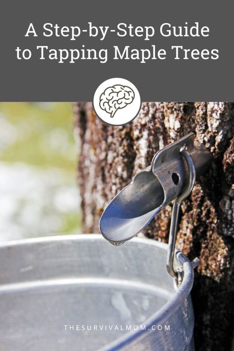 image: spile tapping maple tree with bucket catching dripping sap Tapping Maple Trees, Survival Project, Pancake Breakfast, Living Skills, Maple Trees, Homesteading Skills, Light Colored Wood, Side Business, Homestead Survival