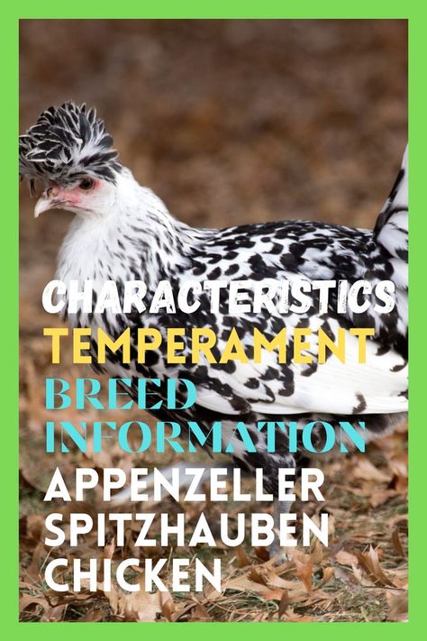 Hen Chicken, Poultry Farm, Chicken Breeds, Chickens Backyard, Farm Fresh, The National, Hen, Switzerland, Chicken