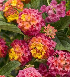 Lantana | Proven Winners Lantana Plant, Lantana Camara, Box Flowers, Gardens Ideas, Window Planters, Yellow Plants, Mosquito Repelling Plants, Proven Winners, Corner Fireplace