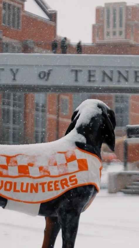 UT Knoxville (@utknoxville) • Instagram photos and videos Ut Knoxville Aesthetic, Knoxville Tennessee Aesthetic, Ut Knoxville, College Plan, University Of Tn, Tn Football, Collage Football, Rocky Top Tennessee, Tennessee Volunteers Football