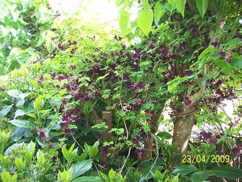 Akebia quinata (Chocolate Vine) | This photo was taken in my… | Flickr Chocolate Vine, Akebia Quinata, Evergreen Climbers, Garage Roof, Lilac Tree, Edible Seeds, Shade Perennials, Climbing Vines, Morning Dew