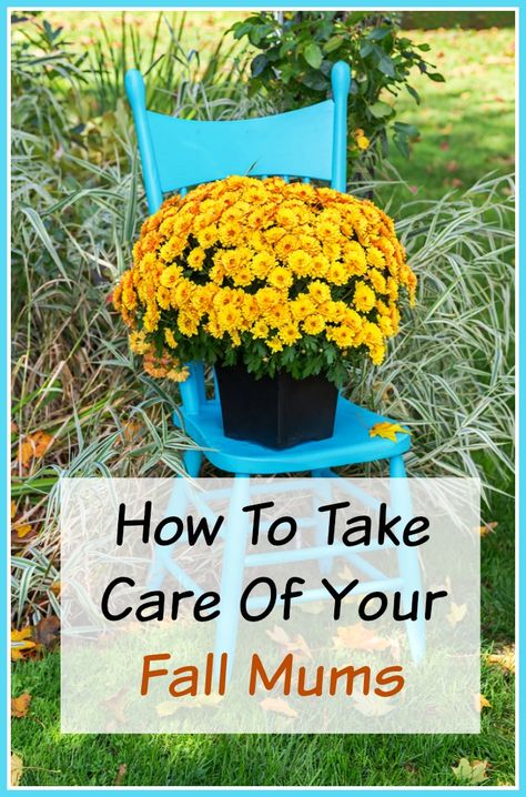 Did you pick up some mums for your fall decor?  To make sure that they grow well and look their best be sure to check out these tips on How To Take Care of Your Mums ( both Indoors and Out). | Fall Gardening | Fall Home Decor Fall Decor To Make, Garden Mums, Caring For Mums, Potted Mums, Garden Mum, Outside Fall Decor, Fall Mums, Beautiful Flowers Garden, Autumn Garden