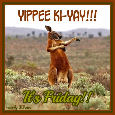 Yippee Ki-Yay! It’s Friday! Kangaroo Kangaroo Facts, Big Cat Species, Kangaroo Stuffed Animal, Comedy Wildlife Photography, Red Kangaroo, Comedy Pictures, Australia Animals, Australian Wildlife, Fascinating Facts