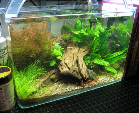 5 Gallon Aquascape, Terrariums Ideas, Betta Fish Tank Ideas, 5 Gallon Tank, Fish Tank Ideas, Aqua Scaping, Aquascape Ideas, Tank Terrarium, Fish Tank Terrarium