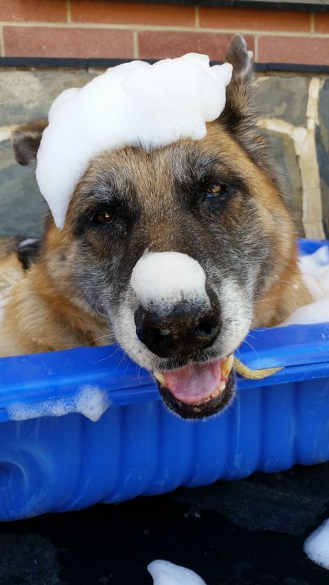 German Shepherd dogs - Maddie having a bath. She used to love her bubble baths. With her DM - Degenerative Myelopathy she could no longer jump into our hydrobath so we used to wash her in the swimming pool / clam lying down in it. She loved a good soak in the clam. Lol. You can see by the big smile on her face how much she loved having a bath. Lol. Bubble Baths, Gsd Dog, Best Dog Breeds, Shepherd Dogs, Funny Dog Pictures, Police Dogs, German Shepherds, German Shepherd Dogs, Shepherd Dog