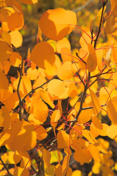 Aspen Leaf Drawing, Aspen Leaves, Colorado Aspens Fall, Fall Aspen Trees, Aspen Trees In Fall, Aspen Trees Photography, Aspen Leaf, Aspen, Image Photography