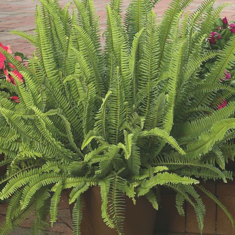 Kimberly Queen Fern, Miami House, Kitchen Window Sill, Types Of Texture, Miami Houses, Gardening Hacks, Improve Indoor Air Quality, Root Growth, Plant Stem