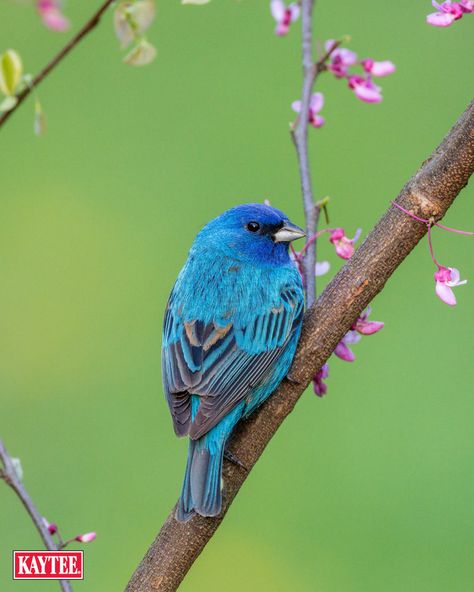 Indigo Bunting Tattoo, Indigo Bunting Bird, Bird Of Paradise Yoga, Minnesota Birds, Bunting Bird, Indigo Bunting, Blue Bunting, Bird House Kits, Bird Feeding