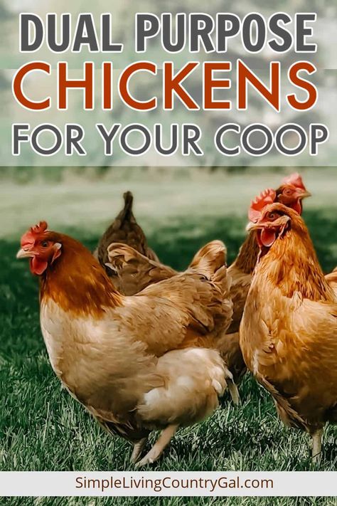 A list of popular dual-purpose breeds for the chicken coop. Why we love them, the best chicken coop to have, feed, protection, and care tips. Get all the details for raising healthy and happy dual-purpose chickens in your backyard coop. What feed is best, how much room you need in a coop, what to watch for in illness, and more. #dualpurpose #chickenbreeds Dual Purpose Chickens, Chicken Breeds For Eggs, Sussex Chicken, Rooster Breeds, Chicken Flock, Backyard Coop, Raising Chicks, Best Chicken Coop, Raising Backyard Chickens