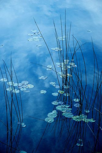 #NMFallTrends: Navy: The New Neutral  Be sure to tell Marty to look at this New Neutral he is painting Shocking Blue, Blue Inspiration, Blue Nature, 수채화 그림, Feeling Blue, Sky And Clouds, Nature Images, Water Lilies, Claude Monet