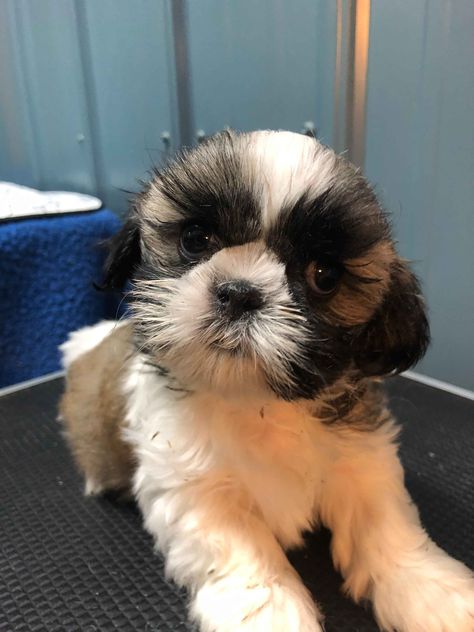 Shih Tzu Puppies For Sale - AKC PuppyFinder Shih Tzu Puppy Cut, Shih Tzu For Sale, Shih Tzu Puppies, Puppy Cut, Havanese Puppies, Acorn Squash, Shih Tzu Puppy, Shih Tzu Dog, Puppies For Sale