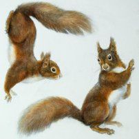 Chipmunk Sketch, Chipmunk Art, Squirrel Photos, Squirrel Tattoo, Snow Pics, Squirrel Illustration, Grape Painting, Sketchbook Challenge, Squirrel Pictures