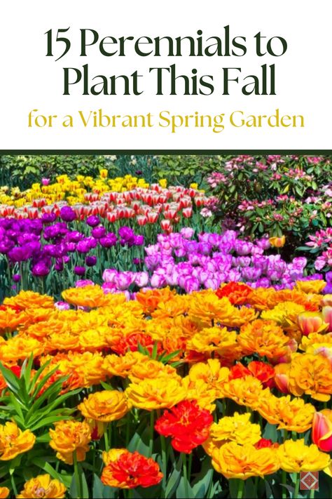 Looking to brighten your garden next spring? 🌿 Plant these 15 perennials in the fall to ensure a vibrant and beautiful garden. Fall planting helps perennials establish strong roots, setting the stage for a successful spring bloom. When To Start Planting For Spring, Fall Planting For Spring Harvest, Fall And Winter Garden Zone 7, Fall Prep For Spring Garden, Spring To Fall Perennial Garden, Fast Growing Shrubs, Coral Bells Heuchera, Lenten Rose, Full Sun Plants