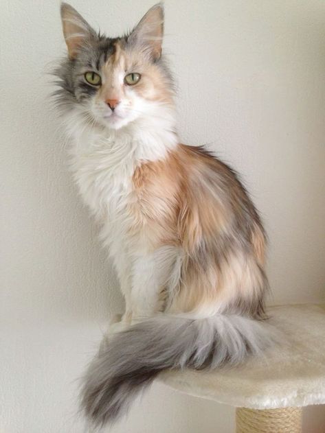 Long Haired Calico Cat, Cat Photo Reference, Warrior Cats Oc, Fluffy Cat Breeds, Black Cat Breeds, Wcue Morph, Calico Cats, Rare Cats, Colorful Cat